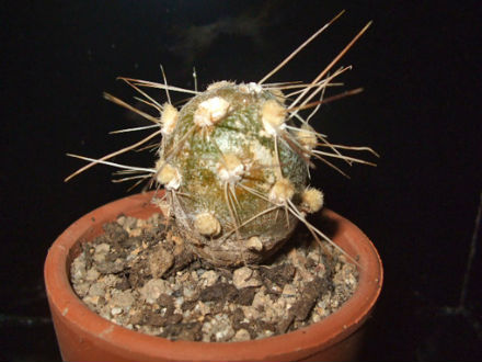 opuntia berteri