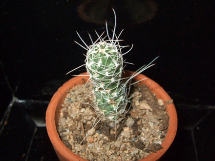opuntia leoncito