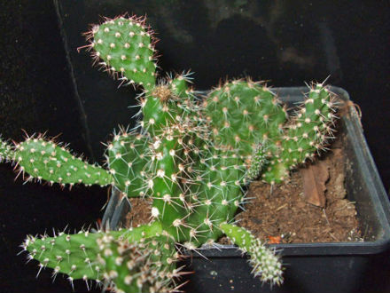 opuntia picardo