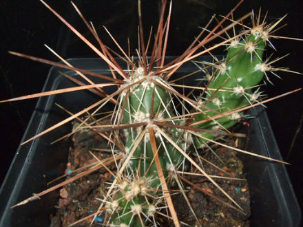 corynopuntia schotti