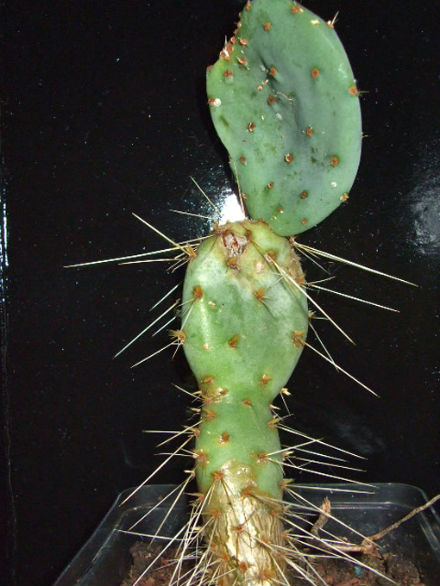 opuntia robusta