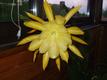 Epiphyllum