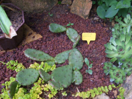 opuntia humifusa