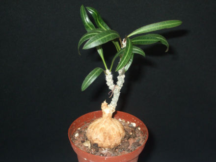 euphorbia waringii