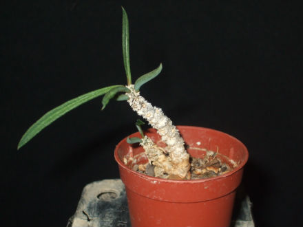 euphorbia cylindrifolia