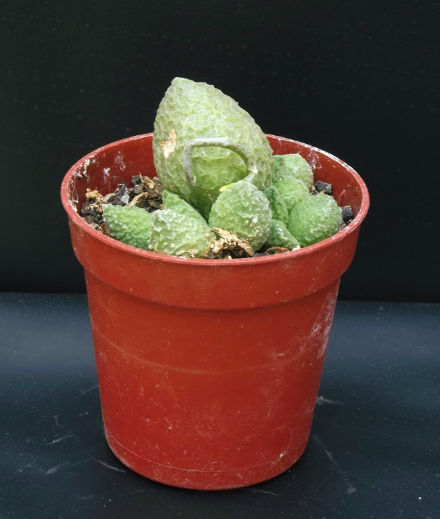 Adromiscus herrei