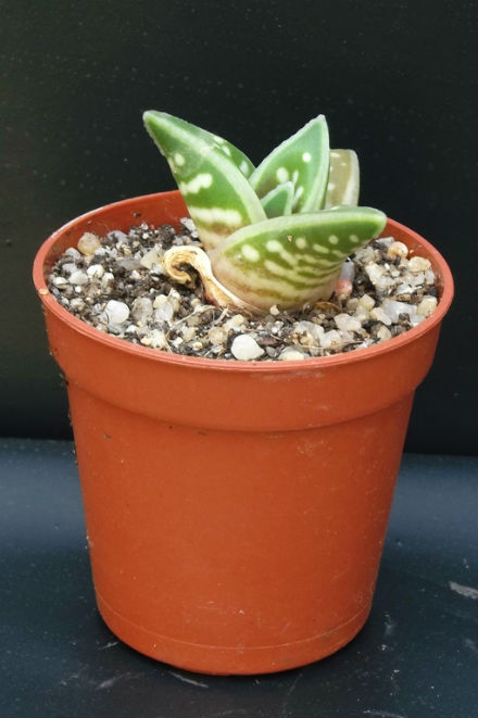 Aloe variegata