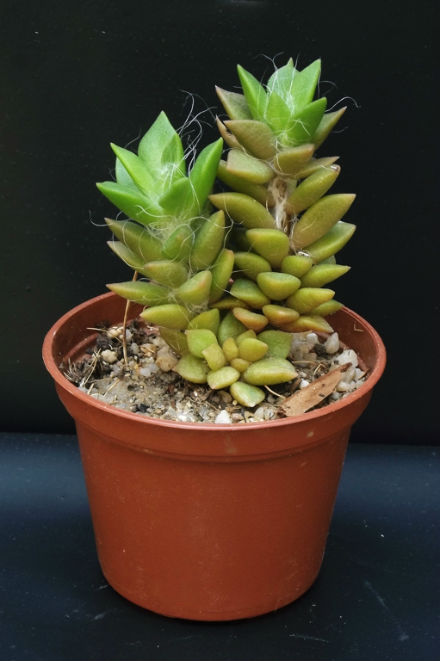 Anacampseros rufescens