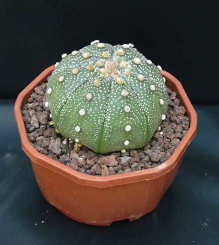 Astrophytum asterias