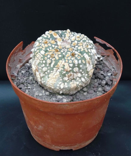 Astrophytum asterias `Super Kabuto`