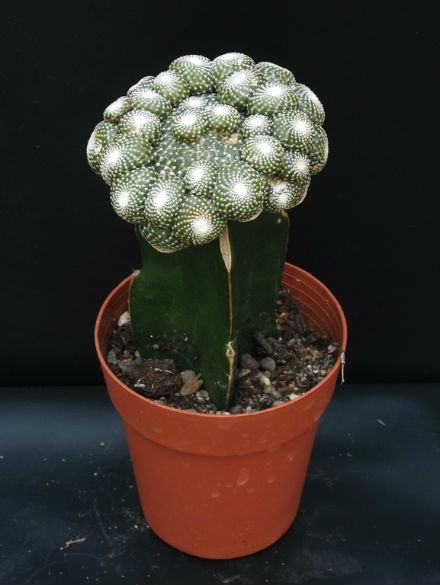 Blossfeldia liliputana
