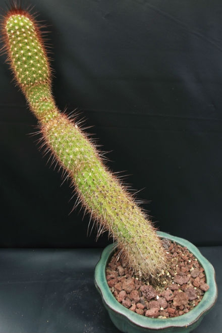 Brachycereus x