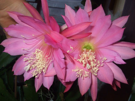 Epiphyllum x.