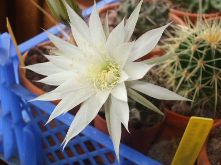 Echinopsis