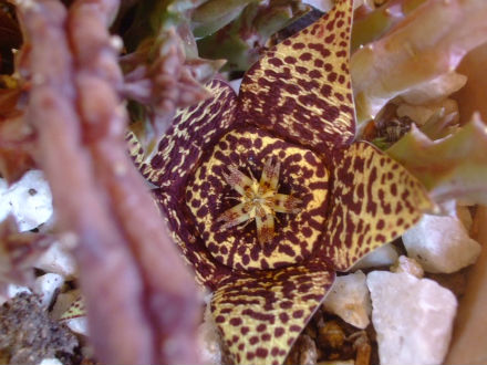 Stapelia