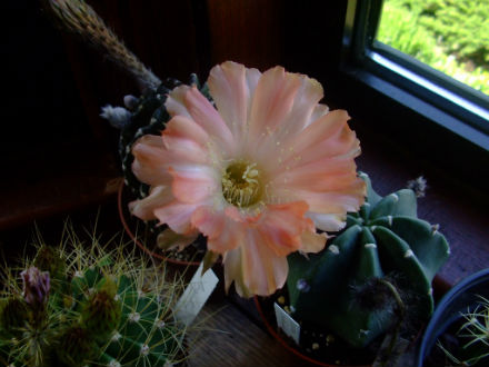 Echinopsis x