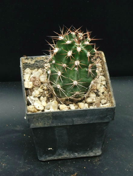 Echinocereus triglochidietus x.reichenbachii