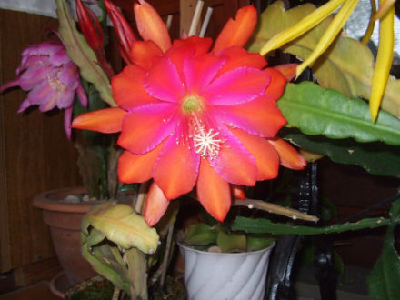 Epiphyllum x.