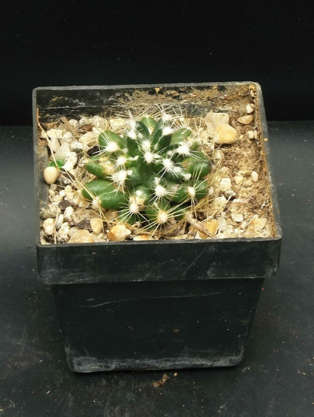 Escobaria missomiensis