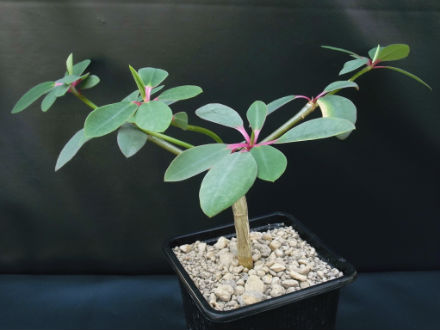 Euphorbia bongolavensis