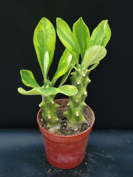 Euphorbia nerifolia variegata