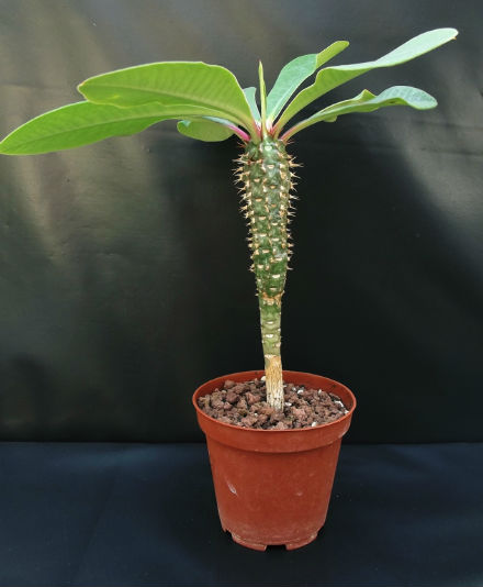 Euphorbia viguieri