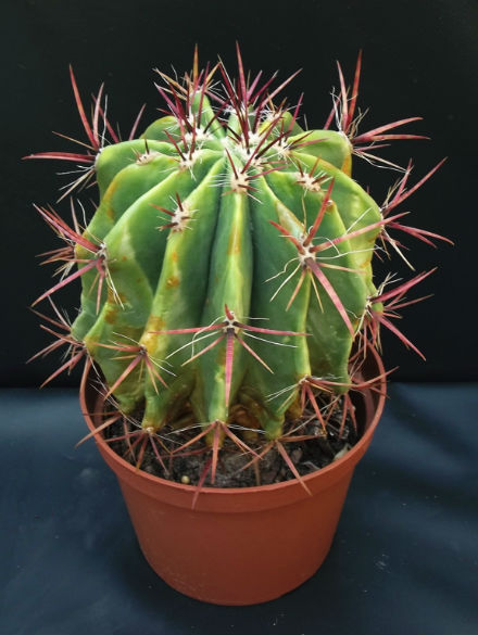 Ferocactus