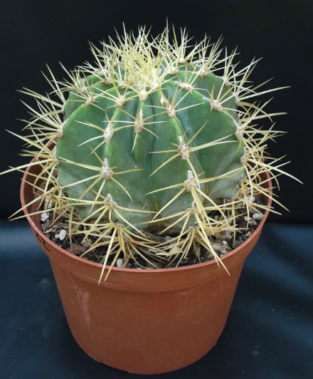 Ferocactus glaucescens