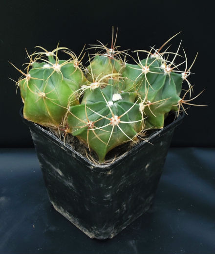 Ferocactus histrix