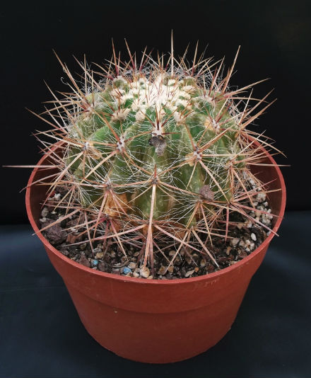 Ferocactus stainessi v.Pilosus