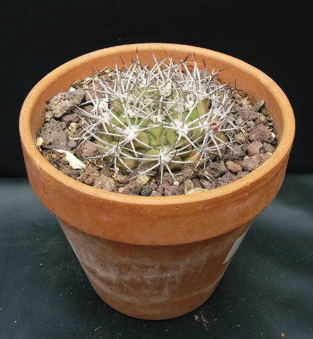Gymnocalycium saglione