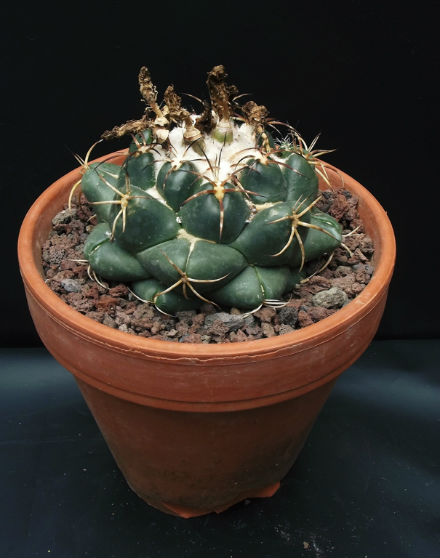 Gymnocalycium x