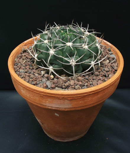 Gymnocalycium x (2)