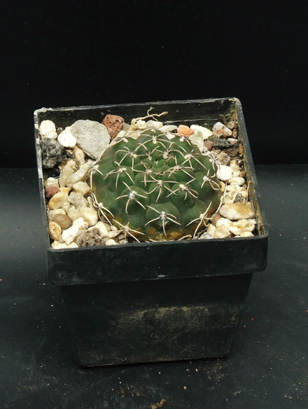 Gymnocalycium x (2)