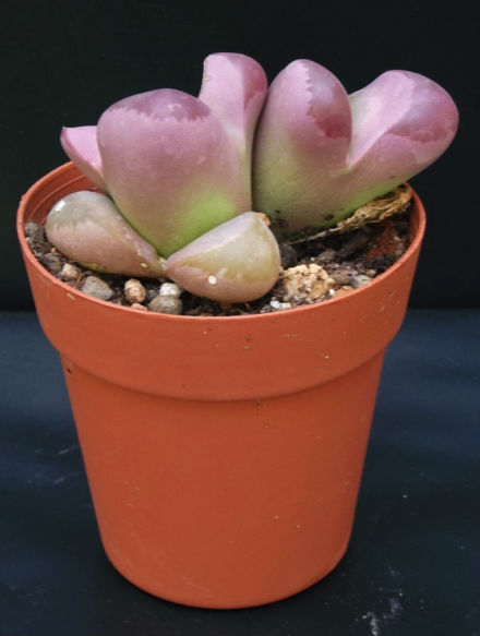 Lithops optica rubra