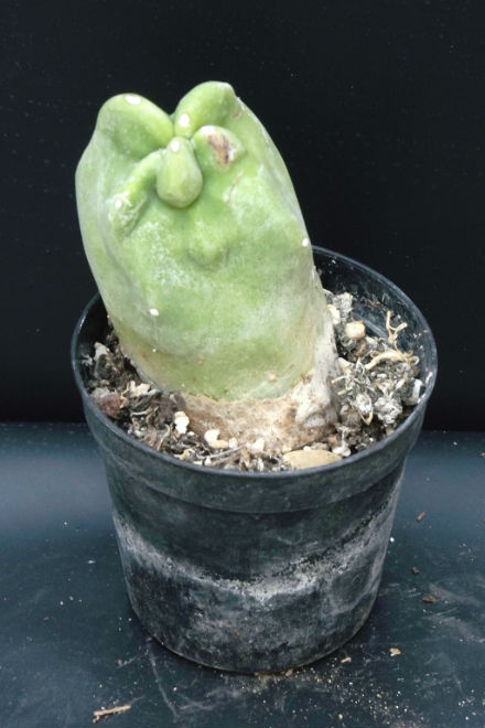Lophocereus schotti monstruosa