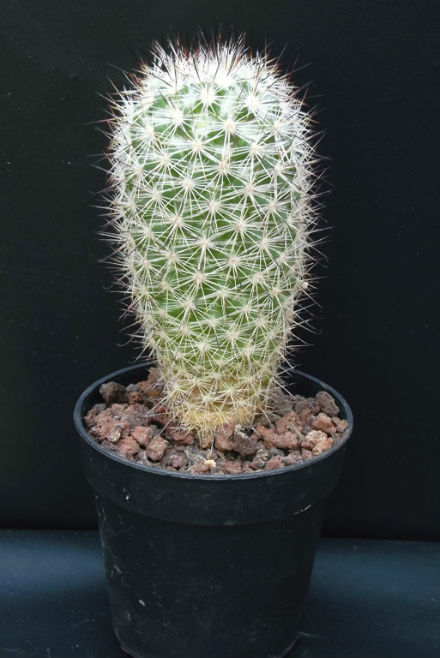 Mammillaria albicans f.dolorensis