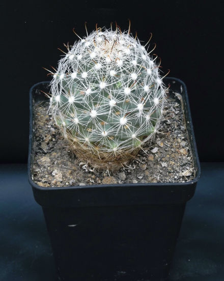 Mammillaria boolii