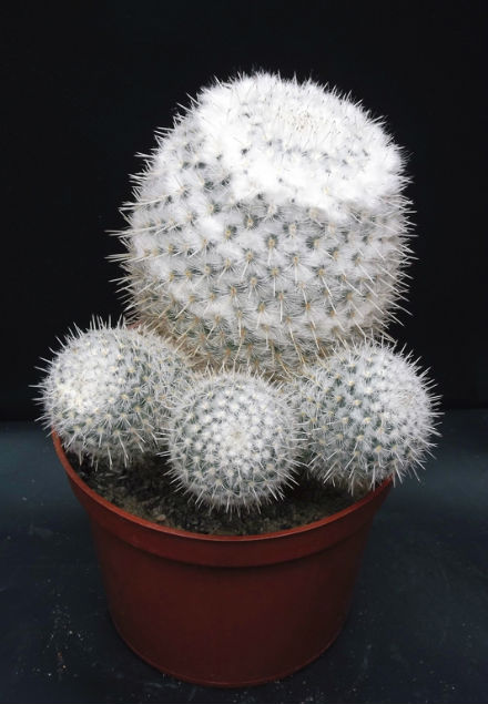 Mammillaria cadereytensis