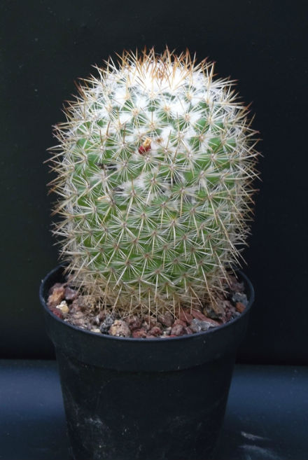 Mammillaria columbiana f.albescens