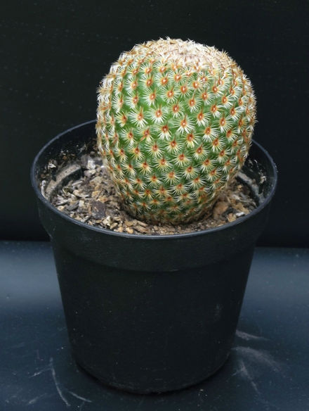 Mammillaria crucigera hybride