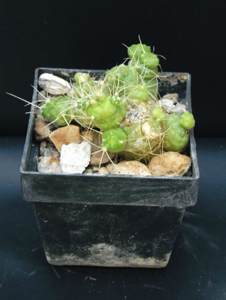 Mammillaria elongata monstruosa