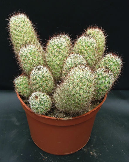 Mammillaria fraileana