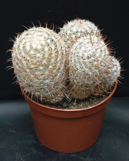 Mammillaria gasseriana