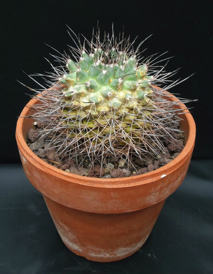 Mammillaria melanocentra