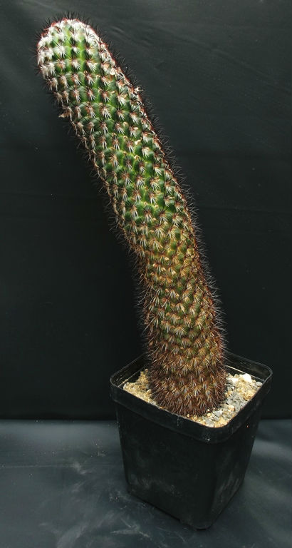 Mammillaria microhelia