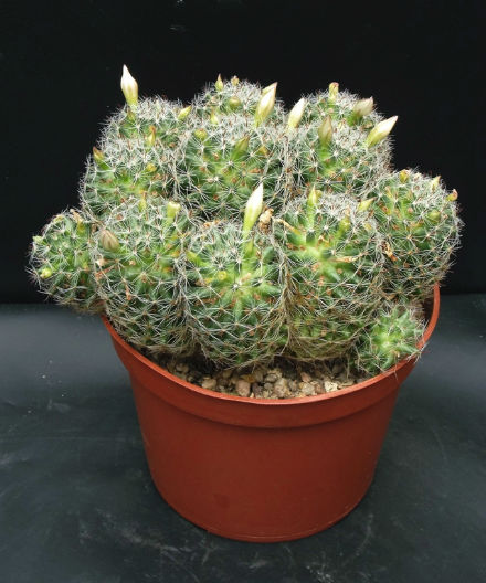 Mammillaria tezonntle