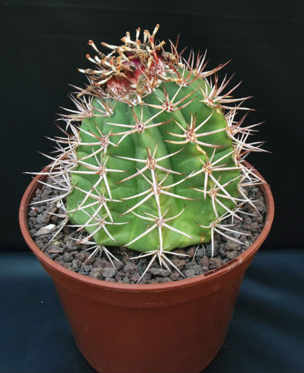 Melocactus saebrensis