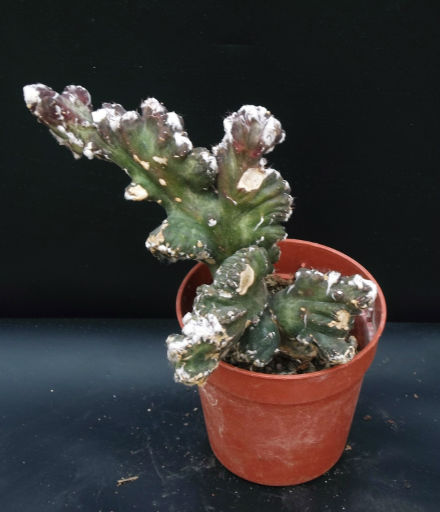 Monvillea spegazzini cristata