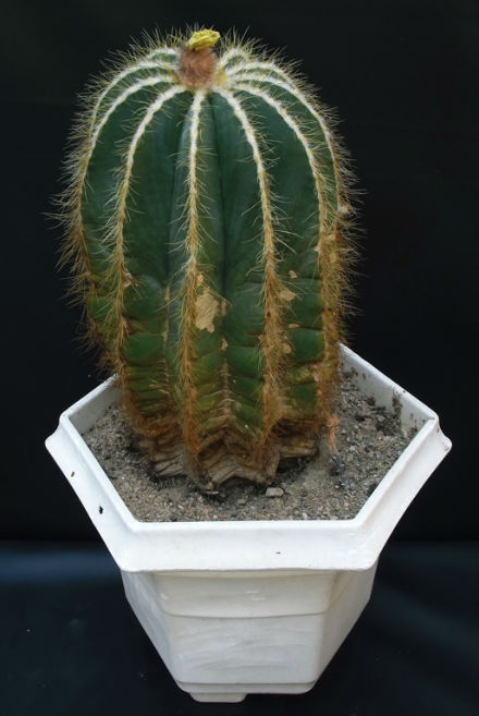 Notocactus magnificus